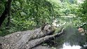 17.08.14 An der Schwentine